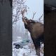 Mega Moose Munching 🫎