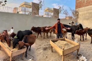 Mini zoo Main Bht Sari Cows Agae😍