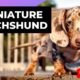 Miniature Dachshund 🐶 One Of The Smallest Dog Breeds In The World #shorts