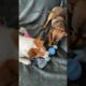 Most Affectionate Puppy Was Bound To Be A Foster Fail ❤️ | The Dodo