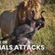 Most Amazing Moments Of Wild Animal Fight | WildWide Life