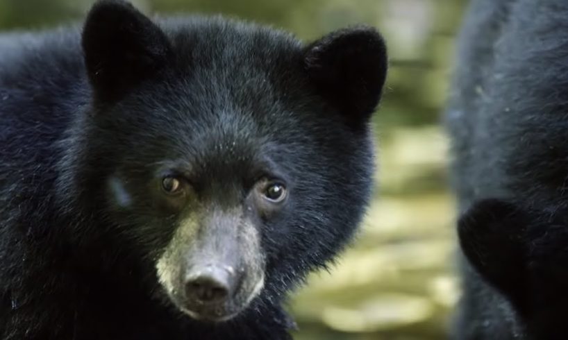 Mother Bear Teaches Cubs to Fish | BBC Earth