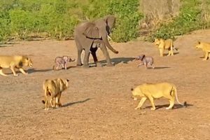 Mother Elephant Gives Up on a Twin to Save the Other from Lions
