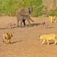 Mother Elephant Gives Up on a Twin to Save the Other from Lions