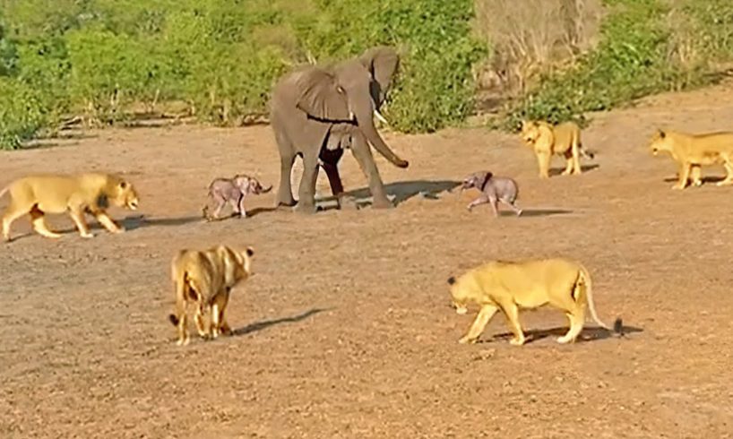 Mother Elephant Gives Up on a Twin to Save the Other from Lions