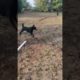 Mumma Dog and daughter playing #dog #labrador #pets #doglover #puppy #animals #cute #funny #running