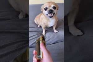 My Dog is Smarter than Husky and Chihuahua 🔥😍