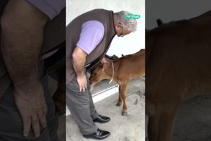 My dad has sweet reaction to rescued cow 🐄