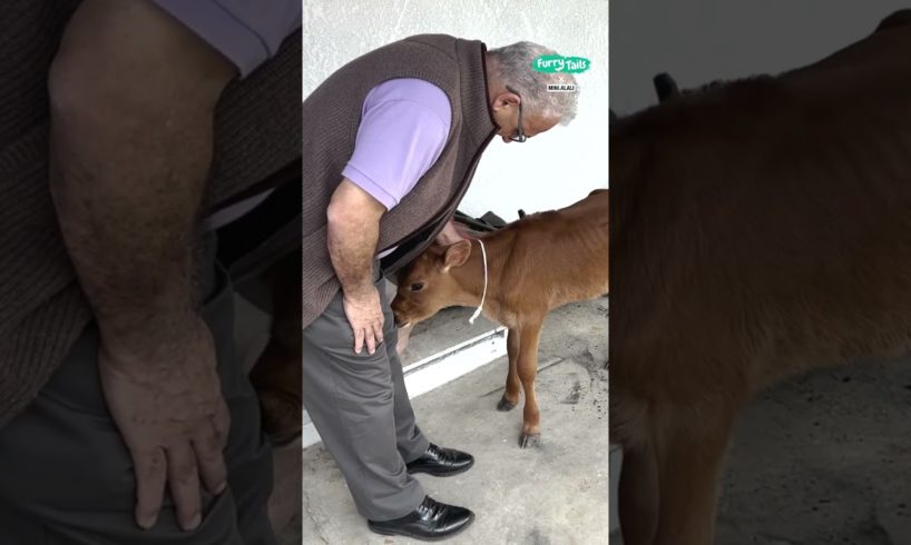 My dad has sweet reaction to rescued cow 🐄