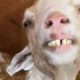 Neglected goat gets rescued. Then she spends 2 years in prison.