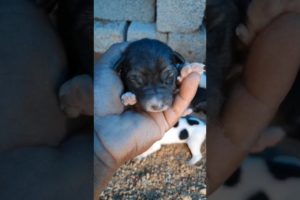 Newborn Puppies! cute puppies  #beautiful #dogs #virls