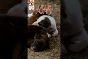 Newborn cute puppies#puppy#cutedogs#cutepuppies#cutepuppy#cutepuppyvideos#cutedog#shorts