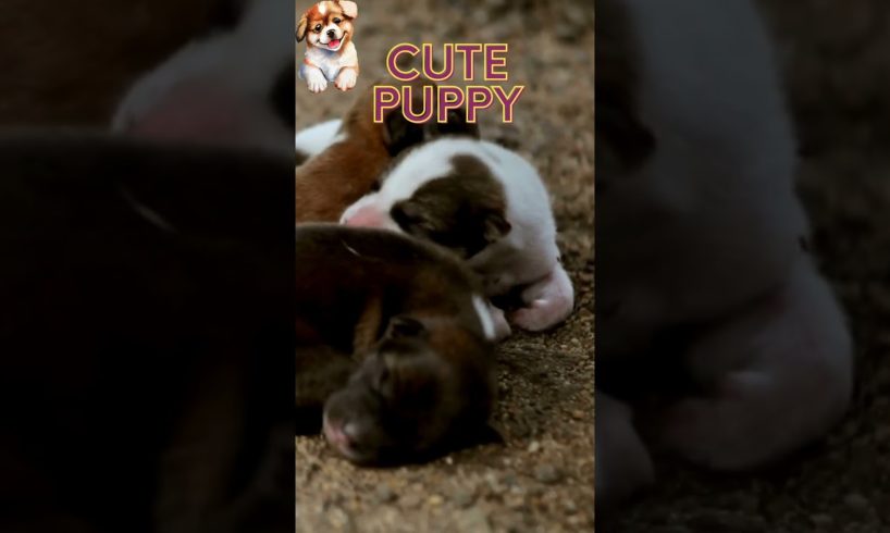 Newborn cute puppies#puppy#cutedogs#cutepuppies#cutepuppy#cutepuppyvideos#cutedog#shorts