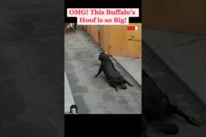 OMG! This Buffalo’s Hoof is so Big! #fyp #viral #cow #hoof #hoofcare #hoofpicking #hoofcleaning