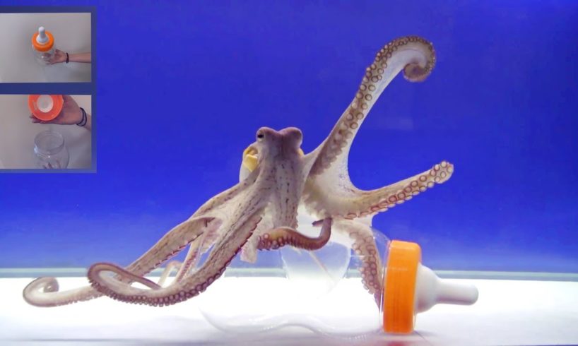 Octopus Intelligence Experiment Takes an Unexpected Turn