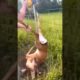 Omg! the human saved the deer#viral #shorts #deer