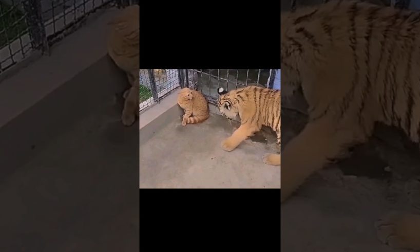 Omg!Please help the cat😢#cat #shorts#viral