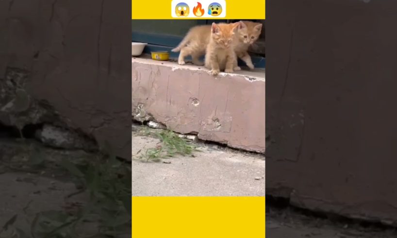 Omg!the cat is so cute 🥰#shorts #viral #cat