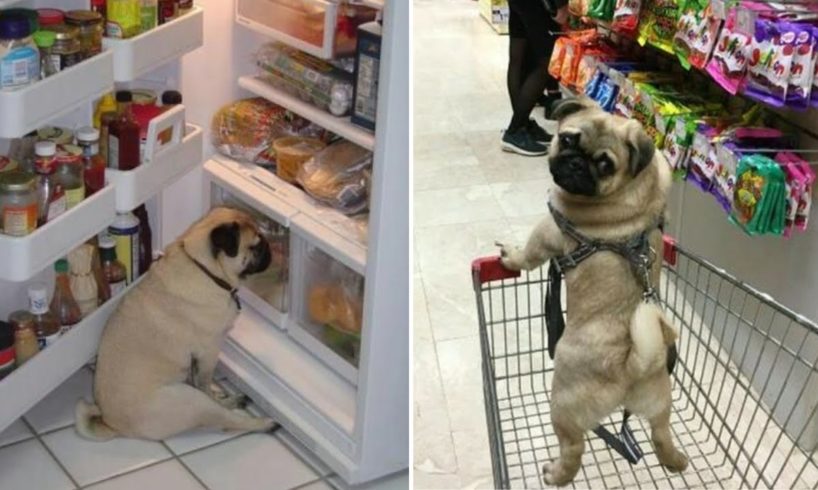 Only Pug can make us HAPPY and LAUGH - Funny and Cute Pug Puppy Videos Compilation