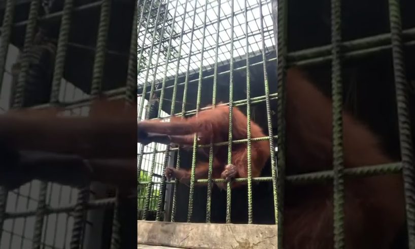 Orangutan grabs zoo visitor who jumped guardrail | USA TODAY #Shorts
