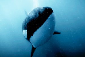 Orcas Kill, But Not Just for Food | Bad Natured | BBC Earth