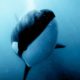 Orcas Kill, But Not Just for Food | Bad Natured | BBC Earth