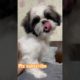 Oreo the cutest puppy ever #oreothedog #crazyoreo #doglover #puppy #viral #shorts #yt #shihtzu #dog