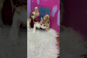 Our Paralysed kitten Sniffer and his friends 🐥 #trending #cat #chicks  @Sam-Rescuehouseofpawsshelter