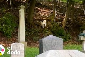Oveja perdida llamada Oracle ha estado viviendo en un cementerio | El Dodo