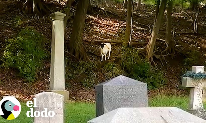 Oveja perdida llamada Oracle ha estado viviendo en un cementerio | El Dodo