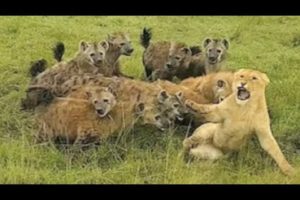 PACK LARGE HYENAS ATTACKS LIONS! ANIMAL FIGHTS