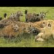 PACK LARGE HYENAS ATTACKS LIONS! ANIMAL FIGHTS