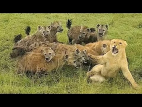PACK LARGE HYENAS ATTACKS LIONS! ANIMAL FIGHTS