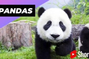 Pandas 🐼 One Of The Worst Mothers In The Animal Kingdom #shorts #pandas #animalkingdom