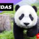 Pandas 🐼 One Of The Worst Mothers In The Animal Kingdom #shorts #pandas #animalkingdom