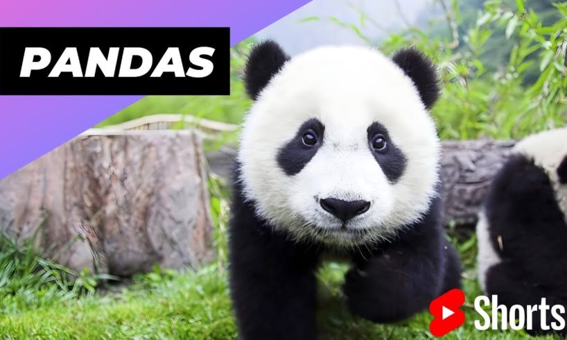 Pandas 🐼 One Of The Worst Mothers In The Animal Kingdom #shorts #pandas #animalkingdom