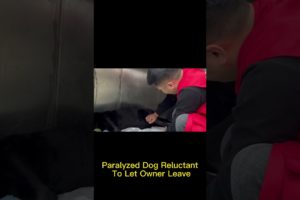 Paralyzed Dog Reluctant To Let Owner Leave