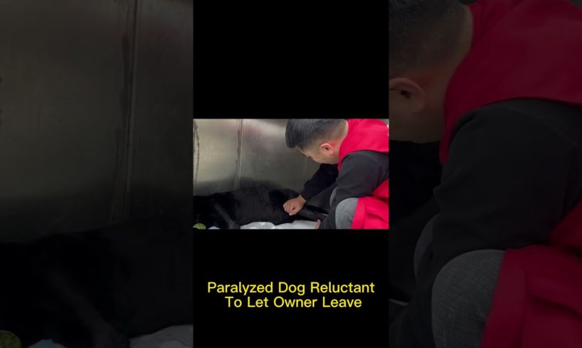Paralyzed Dog Reluctant To Let Owner Leave