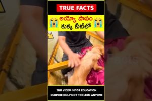 People rescues dogs 😭కుక్క నీటిలో😭 #humanity  #amazingfacts #truefacts #shorts