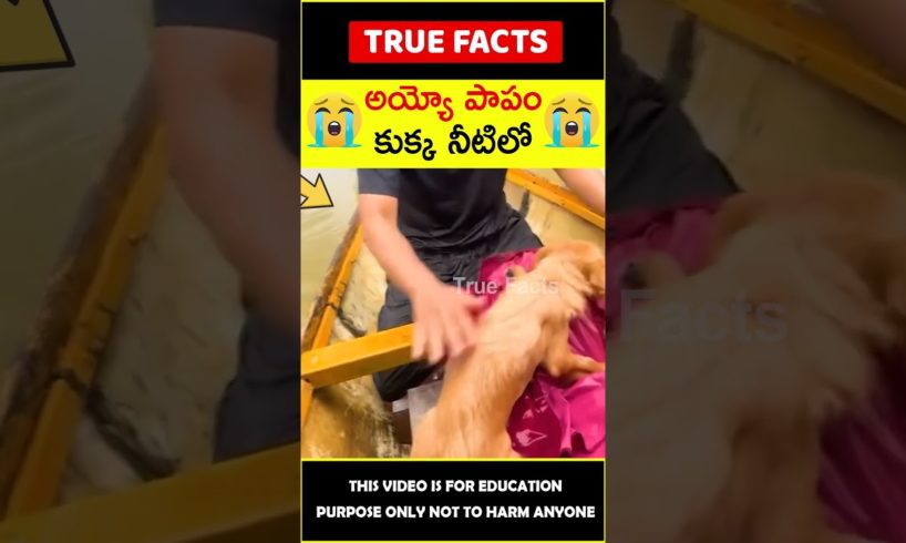 People rescues dogs 😭కుక్క నీటిలో😭 #humanity  #amazingfacts #truefacts #shorts