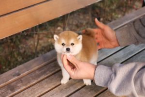 Perfect shiba inu here 💕 l Korea teacup puppies