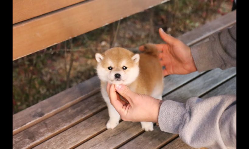 Perfect shiba inu here 💕 l Korea teacup puppies