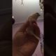 Petting a canary - animallover #short