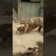Pitbull  attacks horse and pays the price