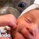 Pittie Does The Sweetest Thing When His Baby Sister Cries | The Dodo Pittie Nation