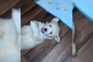 Playing cute baby dog. #animals #pets #dog #funny