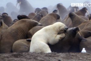 Polar Bear vs Walrus | Planet Earth | BBC Earth