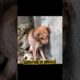 😭Poor Dog rescue #dog #dogs  #shorts #youtubeshorts #animals #viral #tiktok #rescue #pets