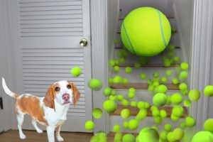 Puppy Gets Giant Tennis Ball Surprise: Cute Puppy Dog Indie Gets Epic Ball Pit w/Tennis Balls!