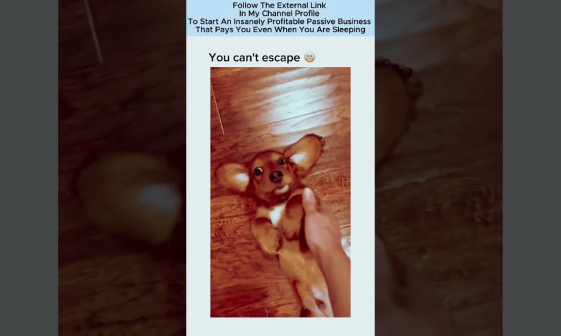 Puppy Love Overload! The Cutest Puppies of Instagram #puppylove #instadog